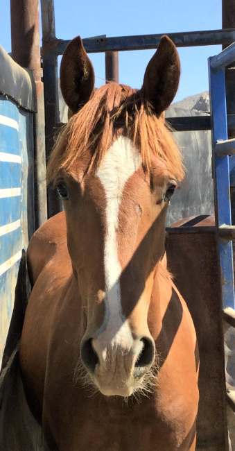 Wild Horse And Burro Online Corral